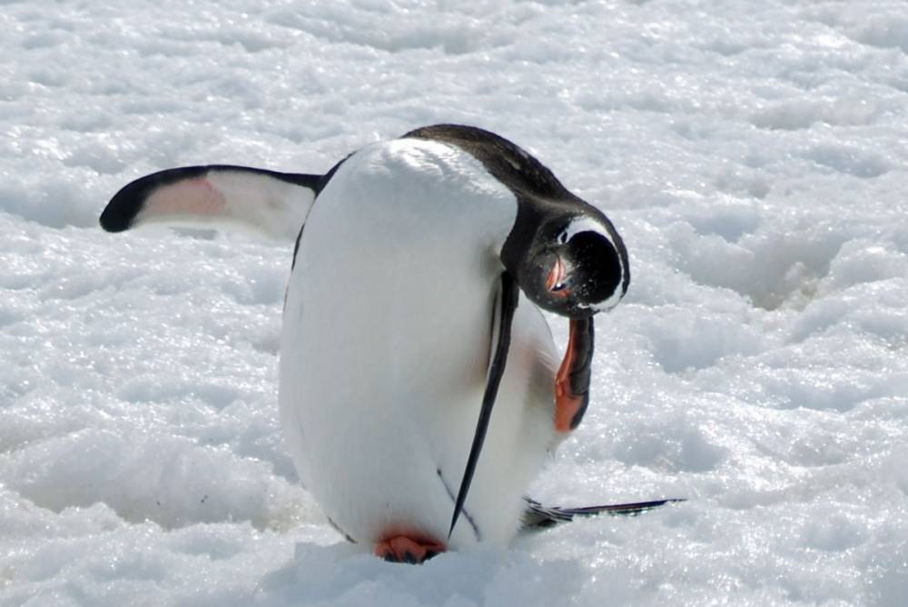 69216 antarctique