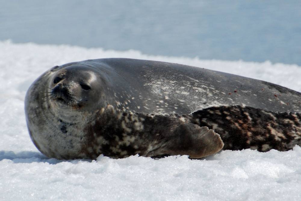 69217 antarctique