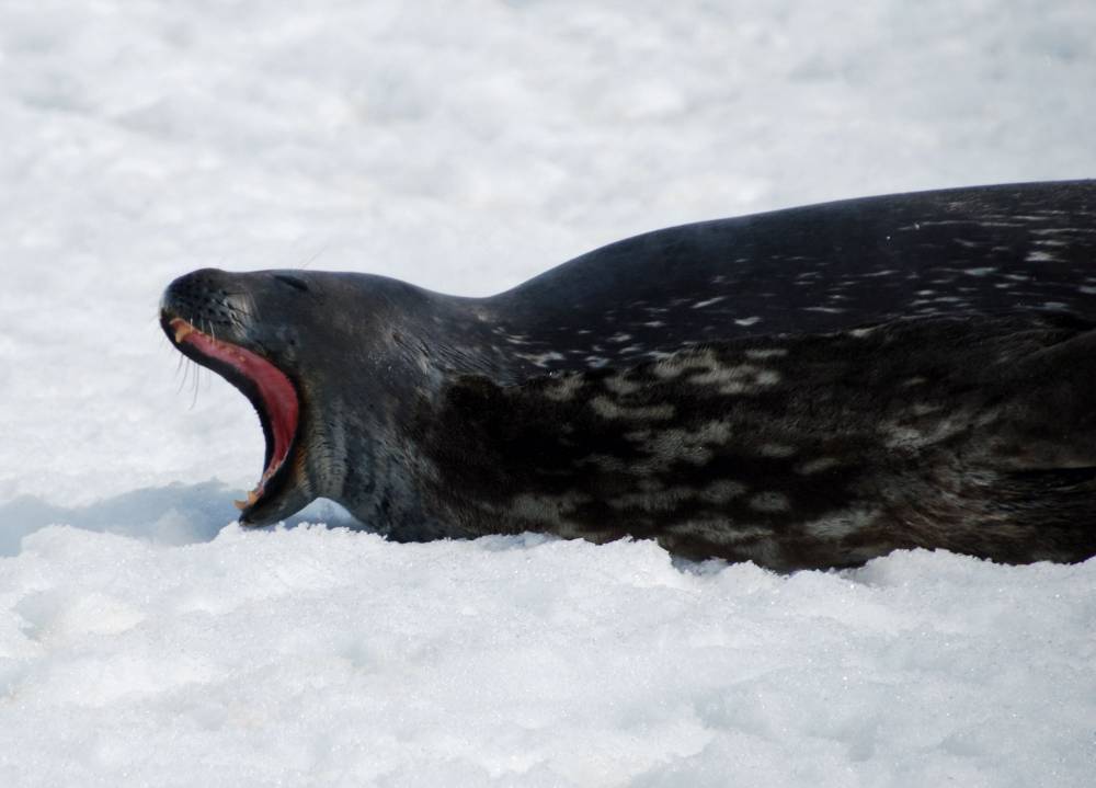 69220 antarctique