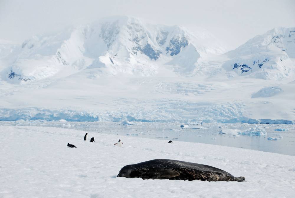 69221 antarctique