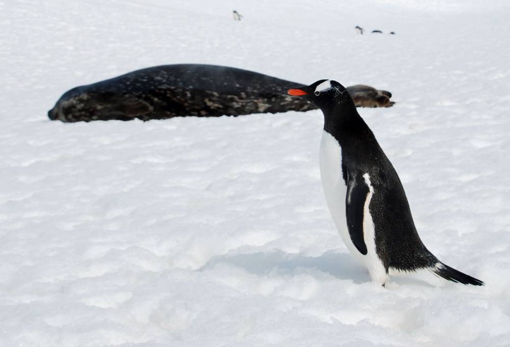 69223 antarctique