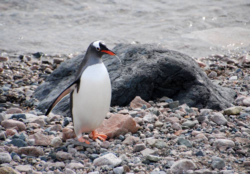69229 antarctique