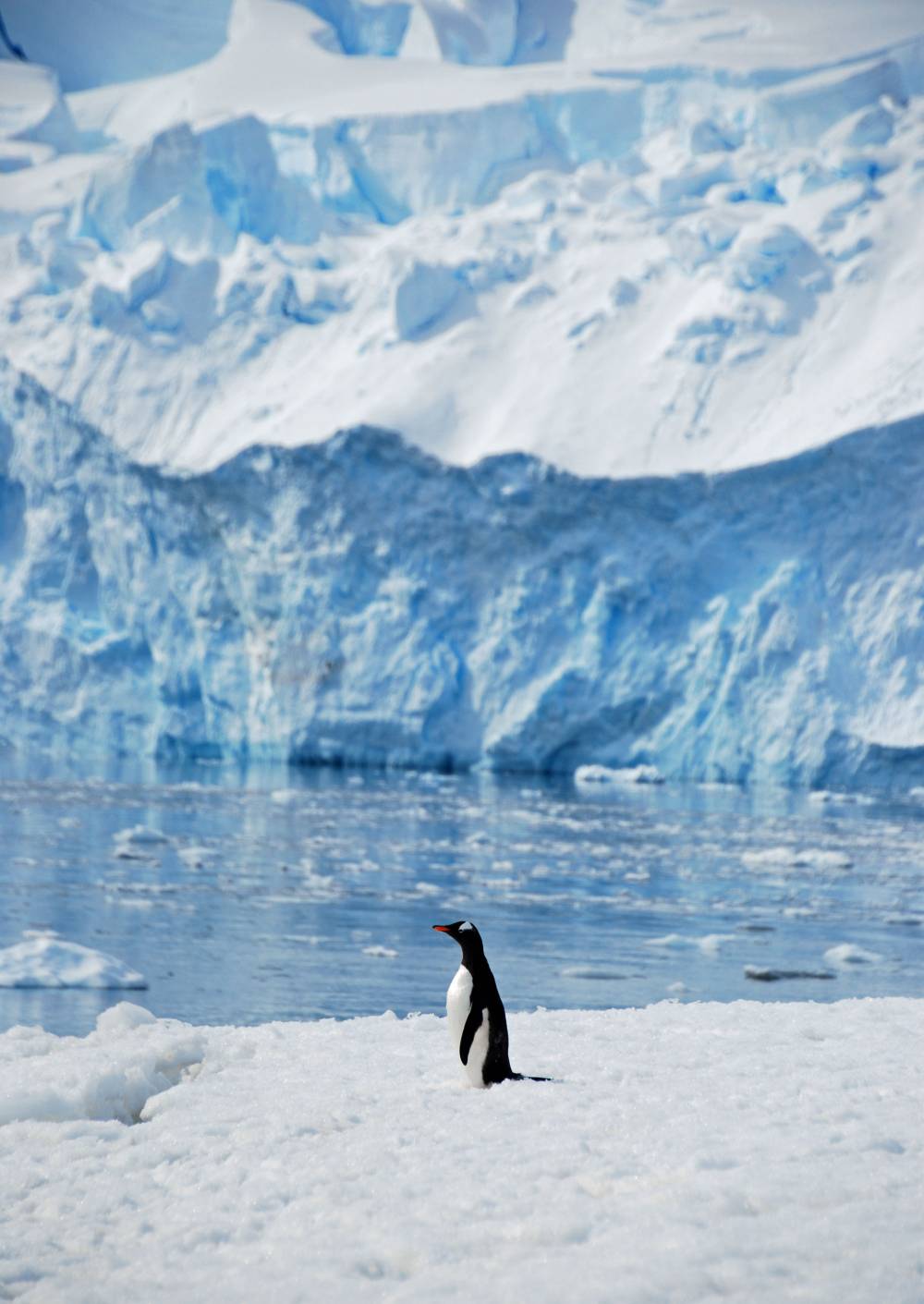 69231 antarctique
