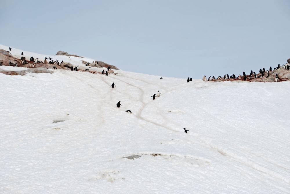 69232 antarctique