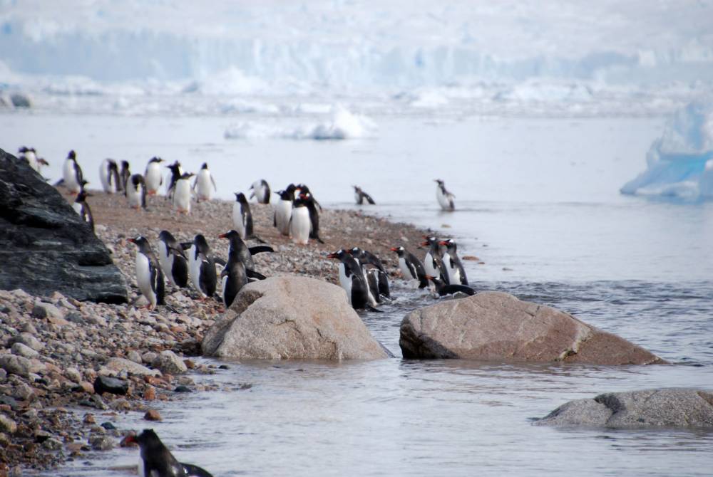 69235 antarctique