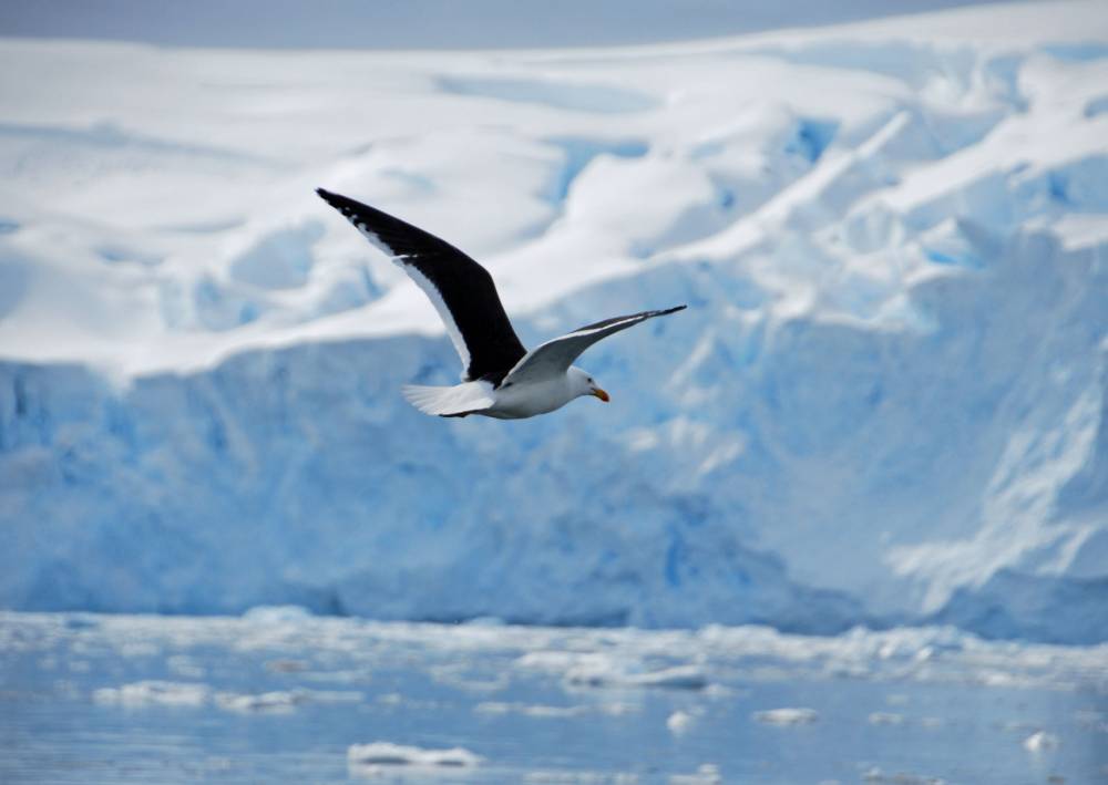 69236 antarctique