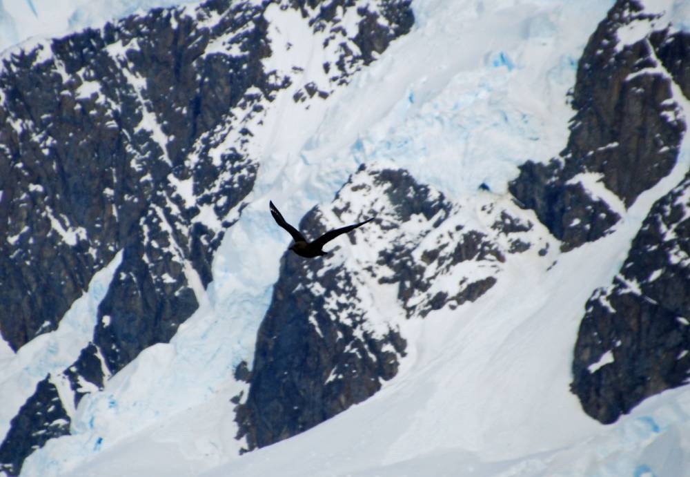 69298 antarctique