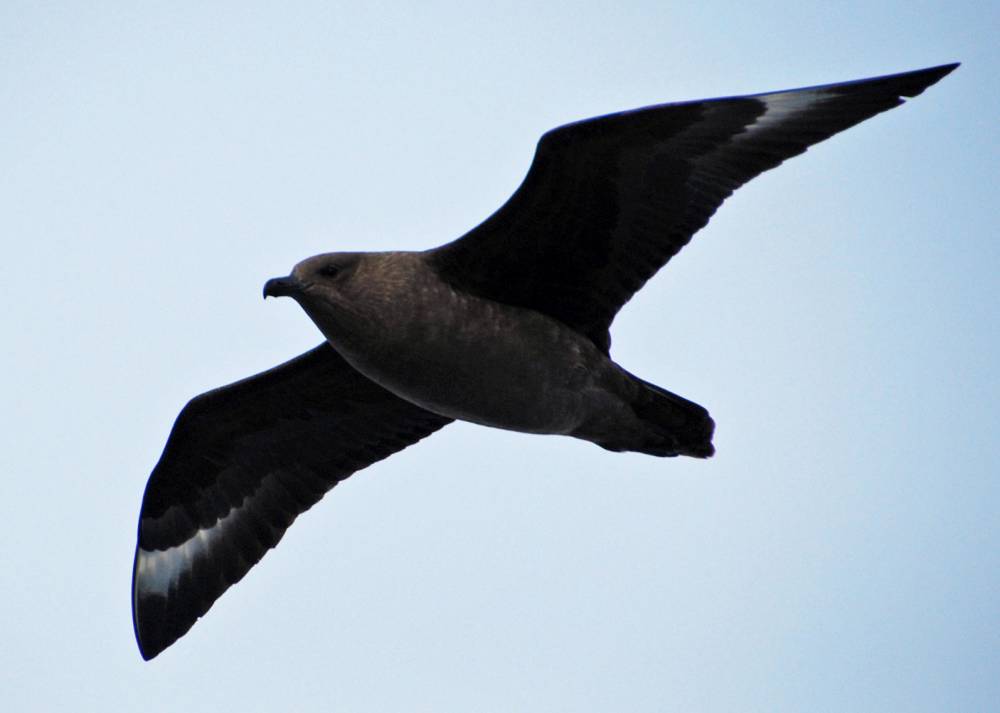 69299 antarctique
