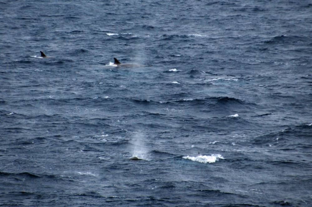 69307 antarctique