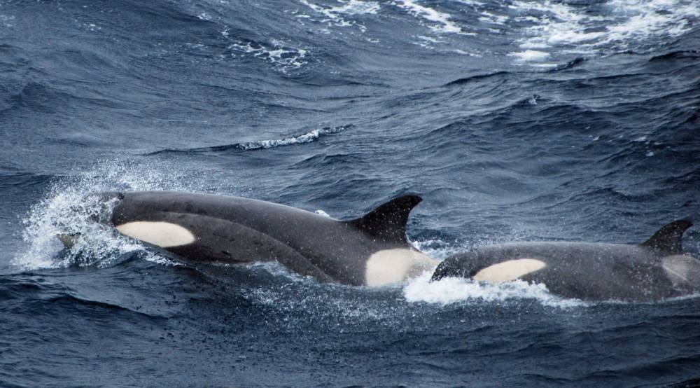 69309 antarctique