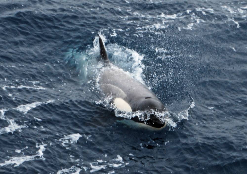 69310 antarctique