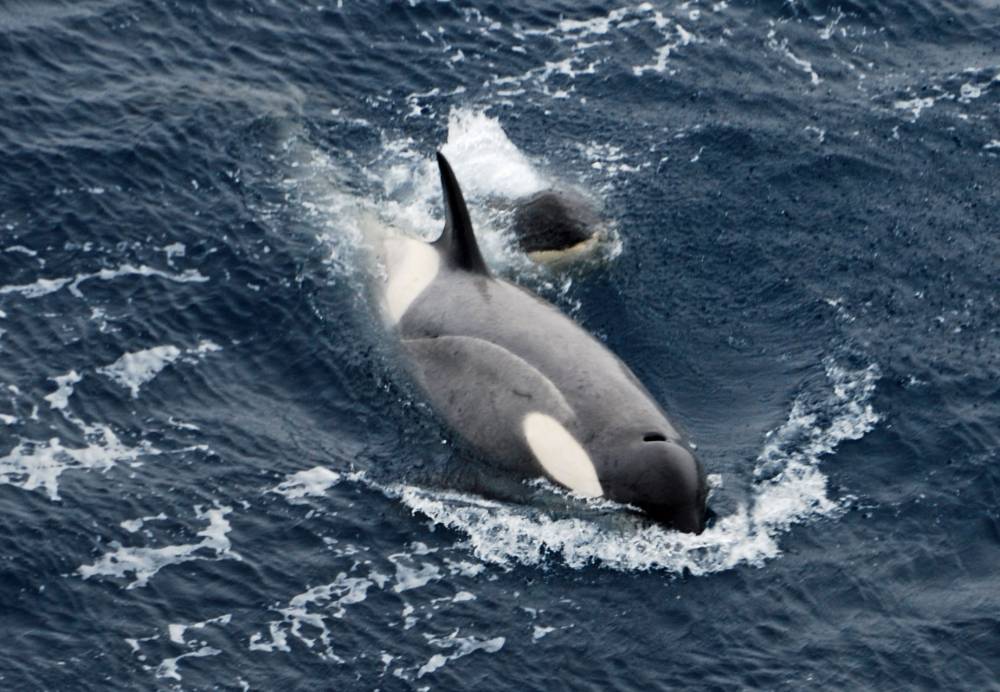 69311 antarctique