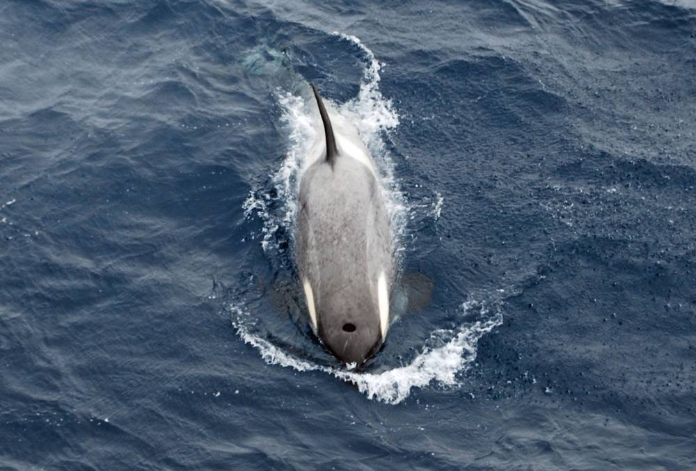 69313 antarctique
