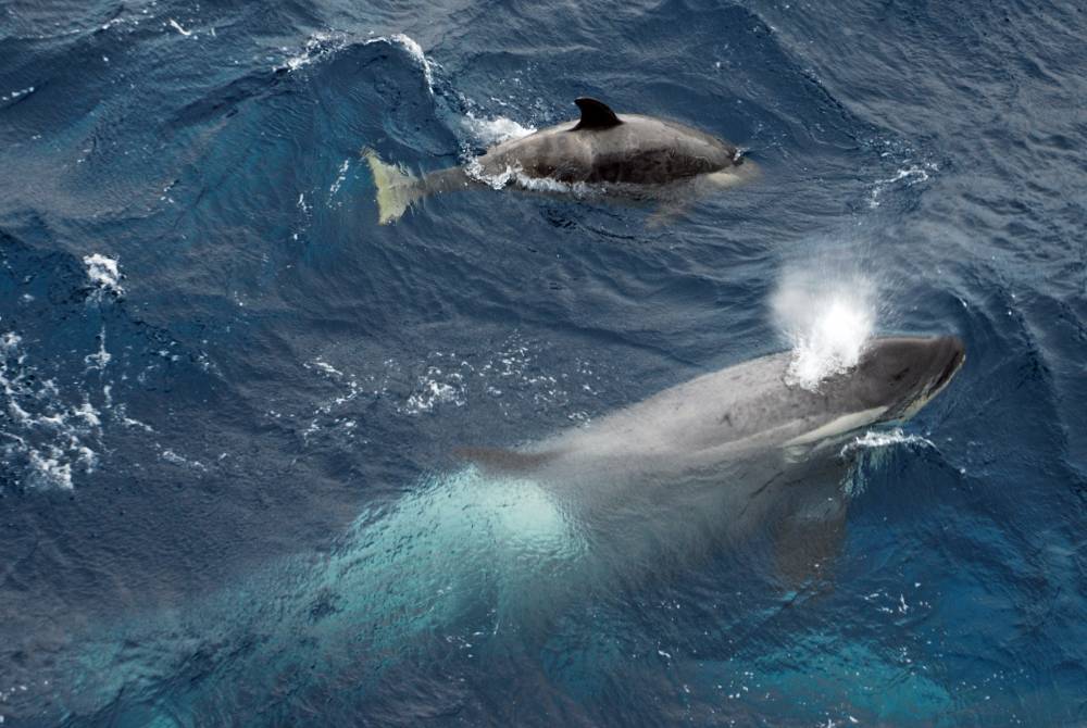 69316 antarctique