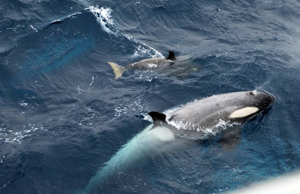 69317 antarctique