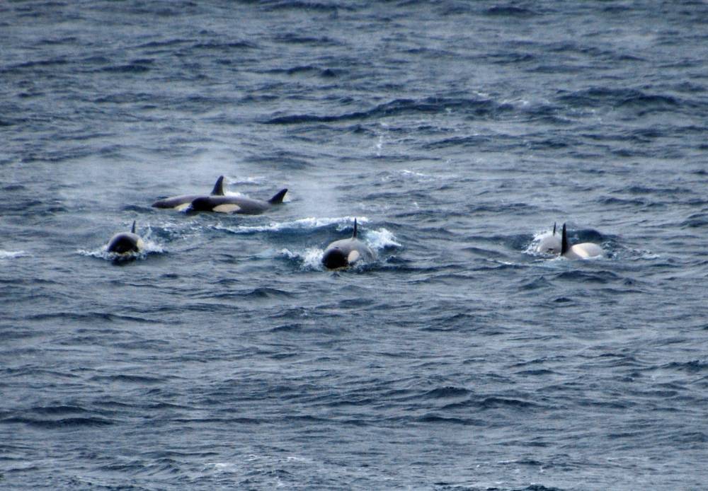 69318 antarctique