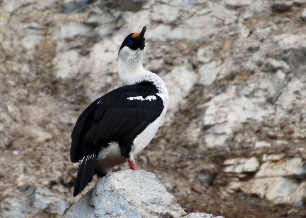 69357 antarctique