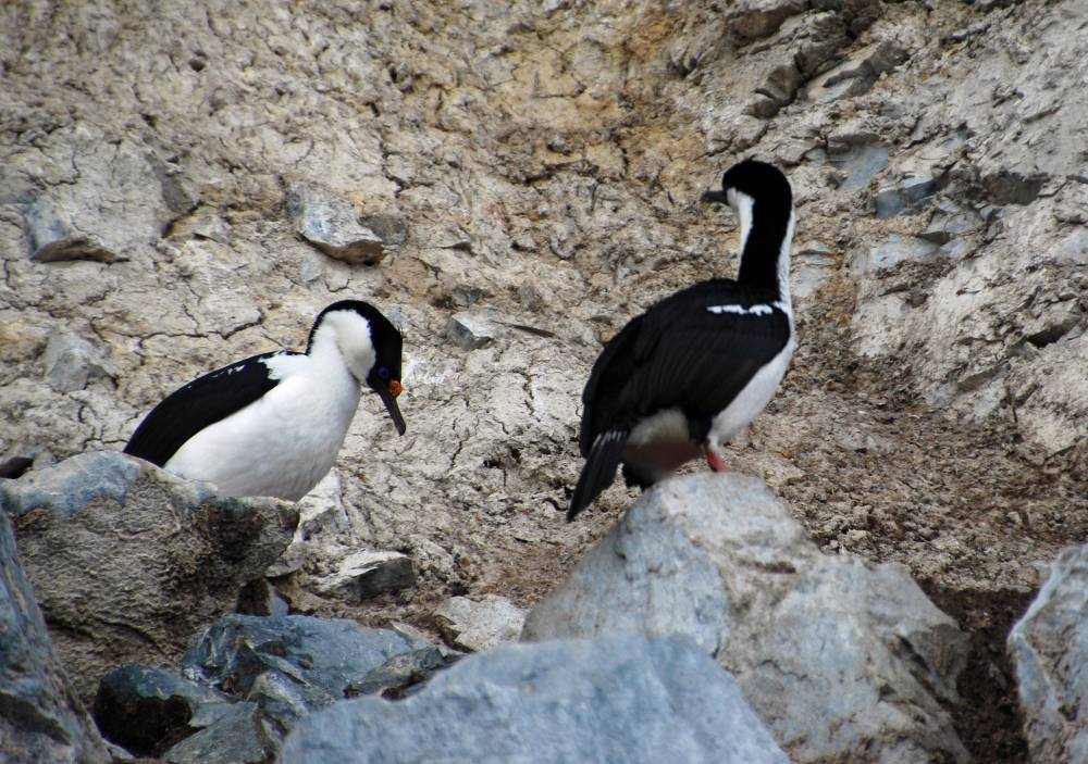 69358 antarctique