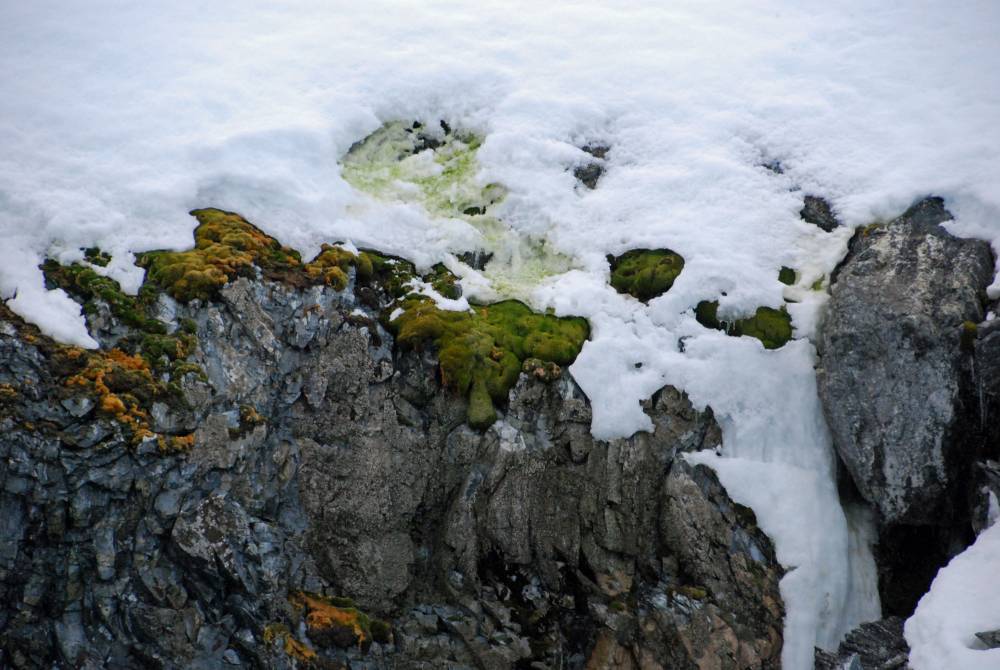 69368 antarctique