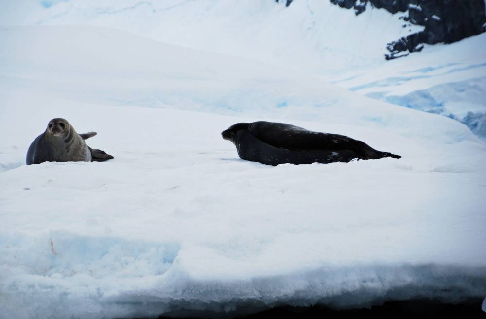 69396 antarctique