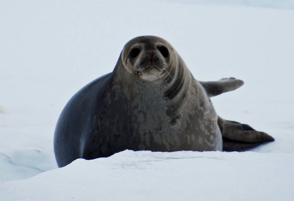 69397 antarctique