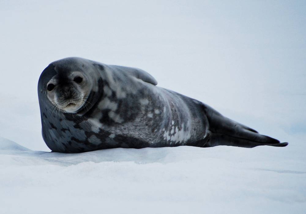 69398 antarctique