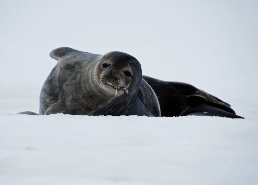 69400 antarctique