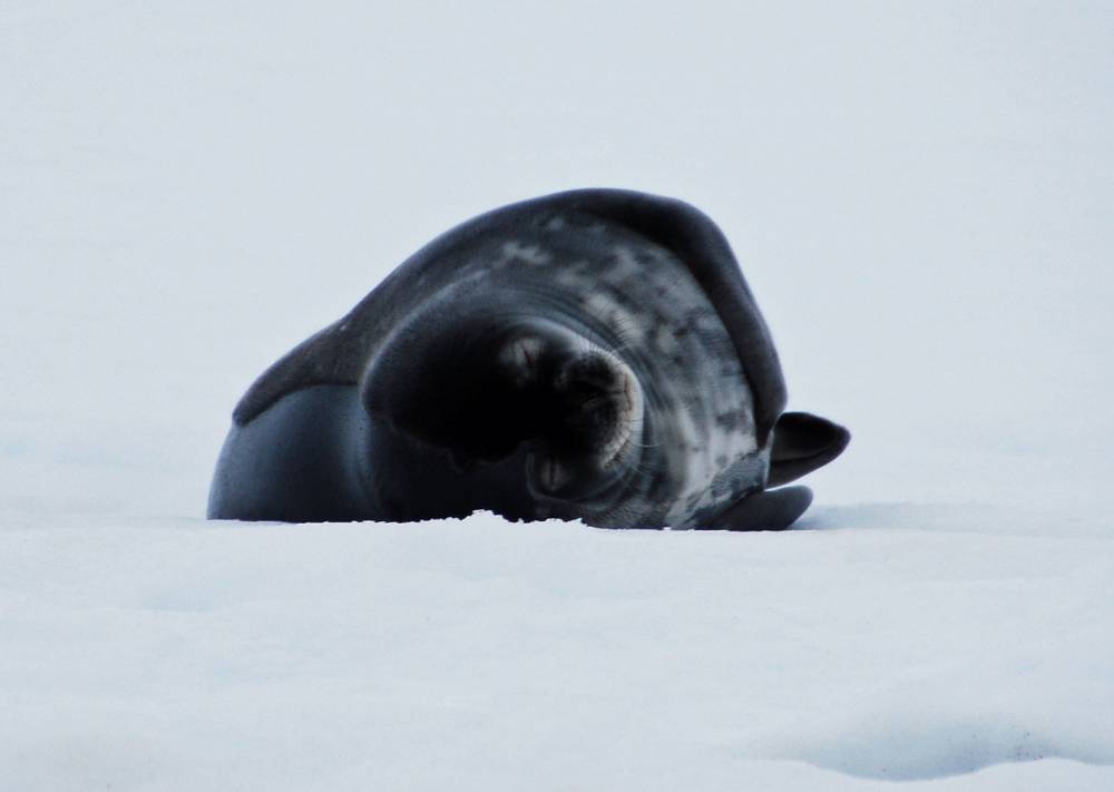 69402 antarctique