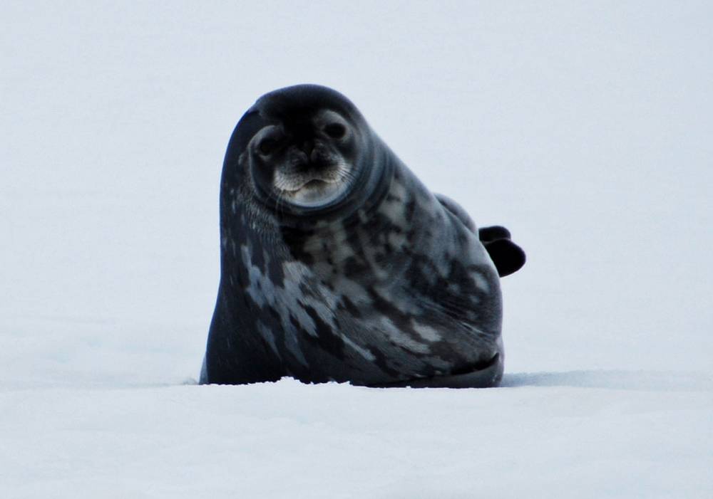 69403 antarctique