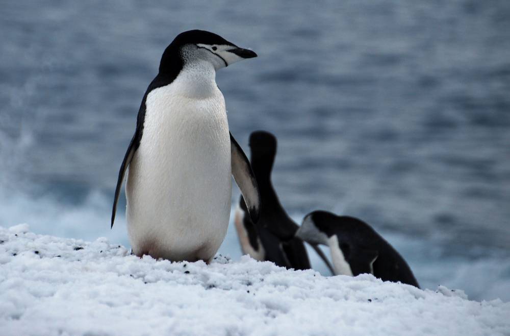 69440 antarctique ile de la deception