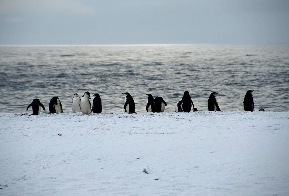 69444 antarctique ile de la deception