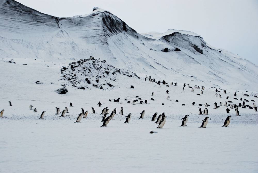 69449 antarctique ile de la deception