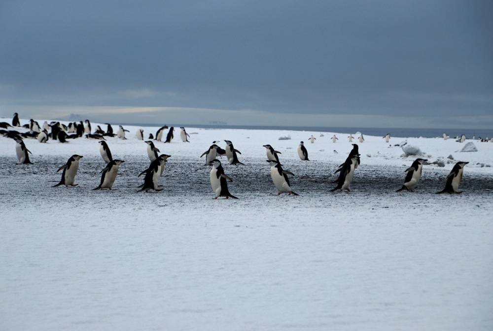 69453 antarctique ile de la deception
