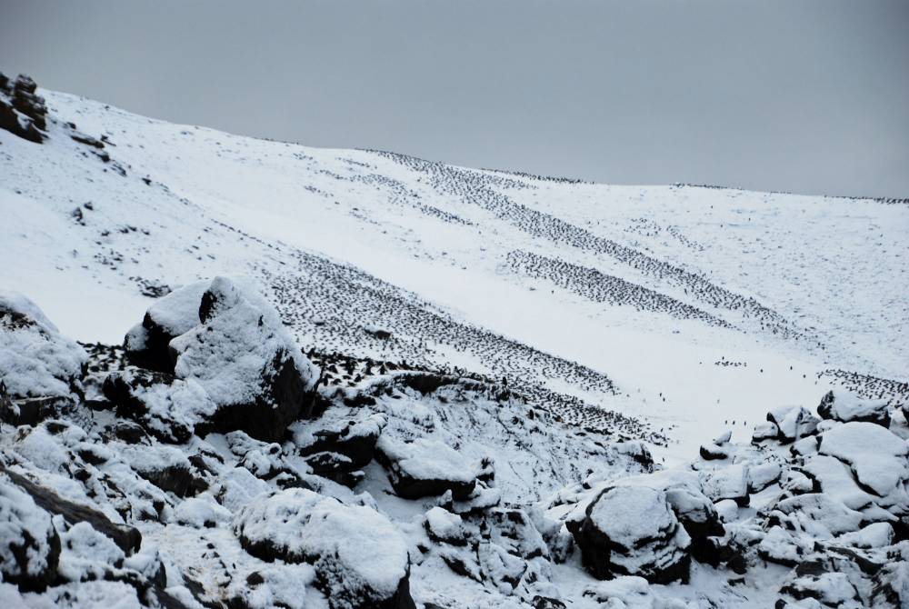 69456 antarctique ile de la deception