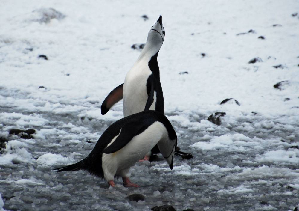 69457 antarctique ile de la deception