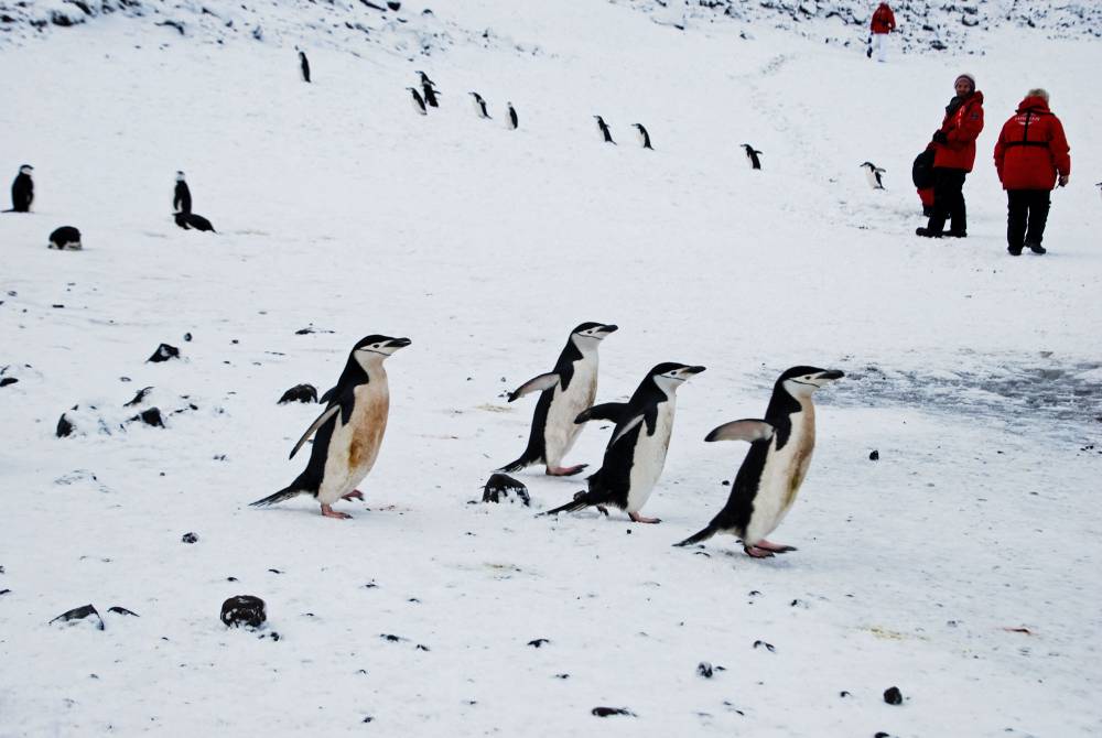 69459 antarctique ile de la deception