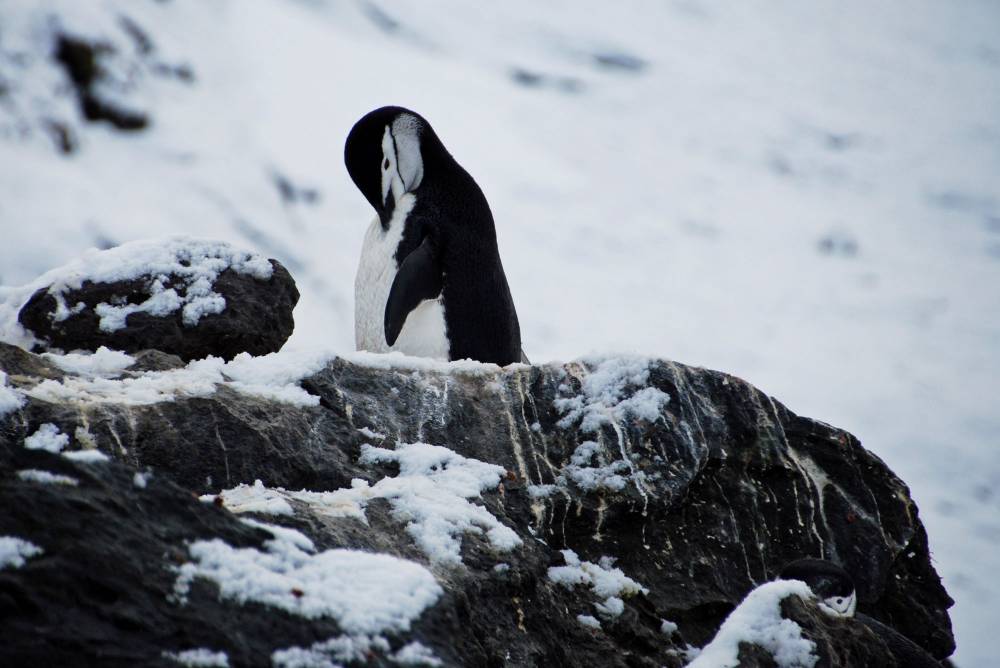 69461 antarctique ile de la deception