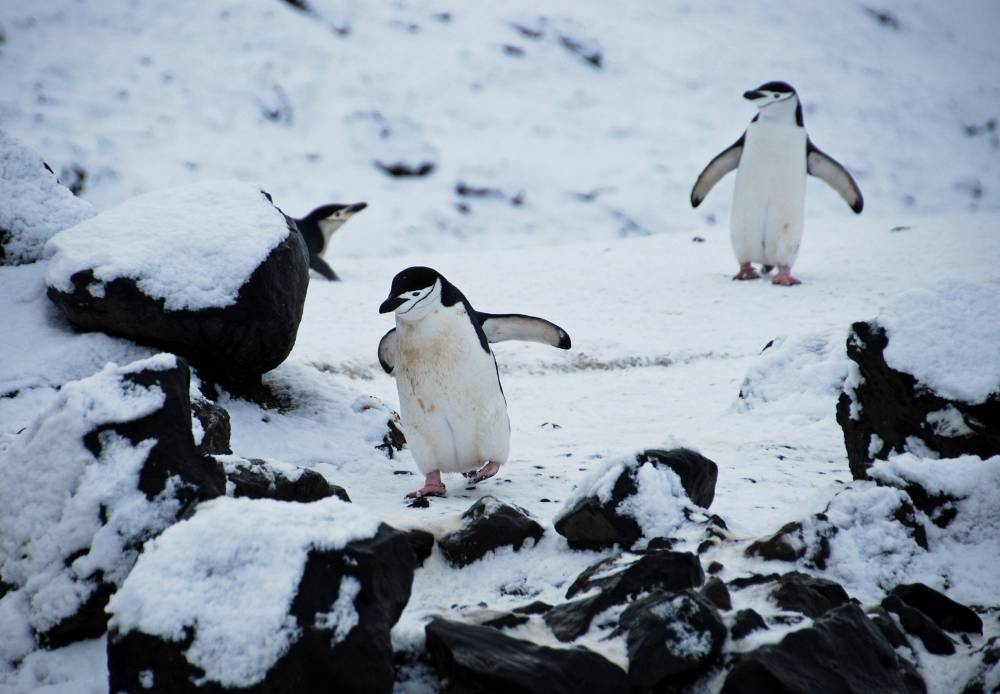 69466 antarctique ile de la deception