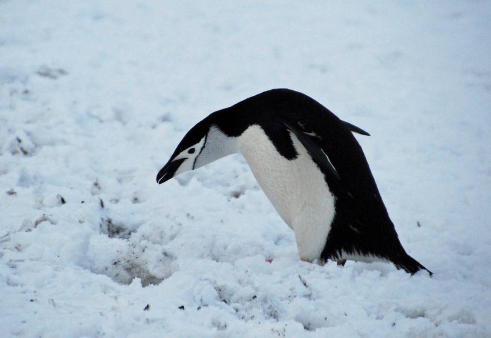 69468 antarctique ile de la deception