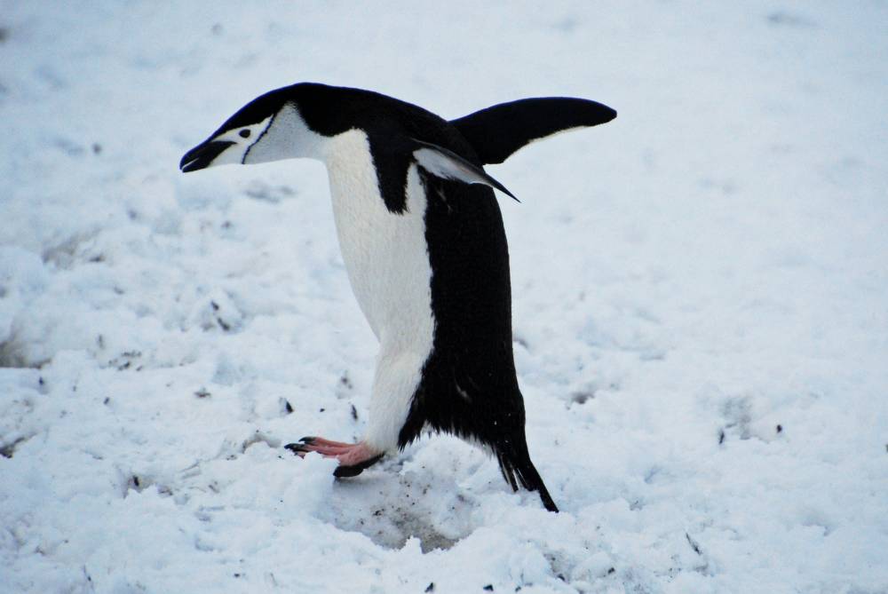 69469 antarctique ile de la deception
