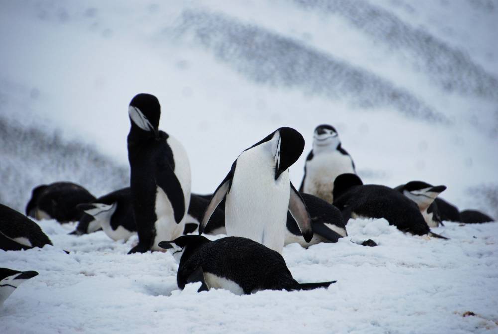 69474 antarctique ile de la deception
