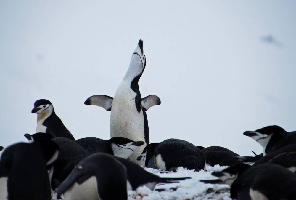 69475 antarctique ile de la deception