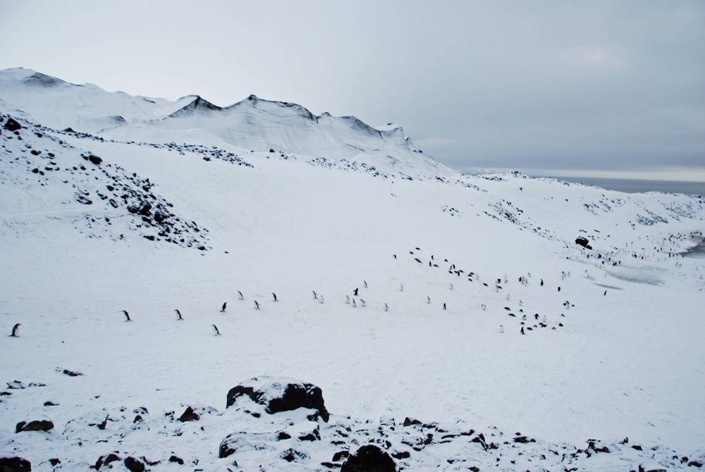 69479 antarctique ile de la deception