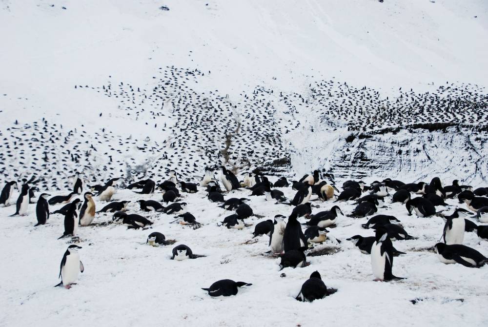69481 antarctique ile de la deception