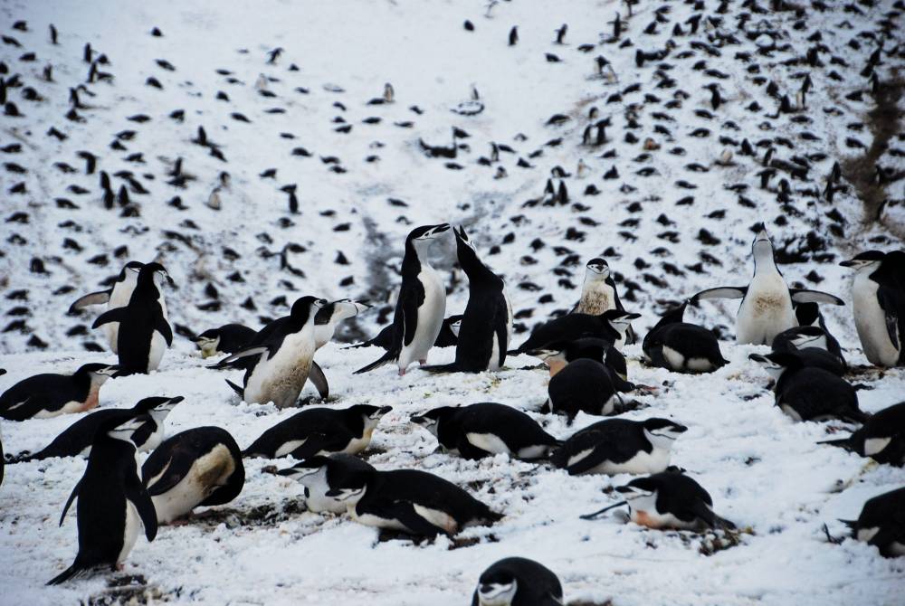 69482 antarctique ile de la deception