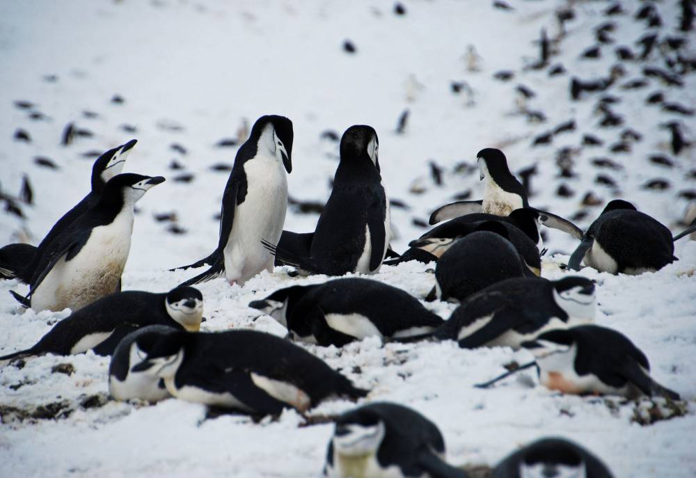 69483 antarctique ile de la deception