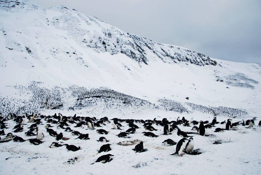 69485 antarctique ile de la deception