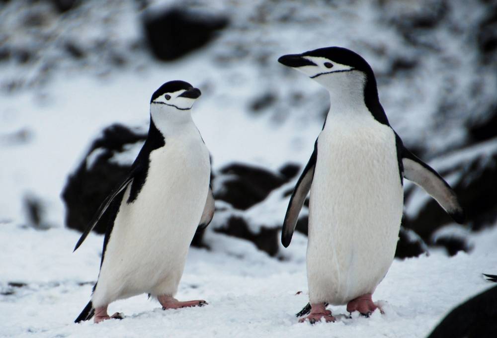 69488 antarctique ile de la deception