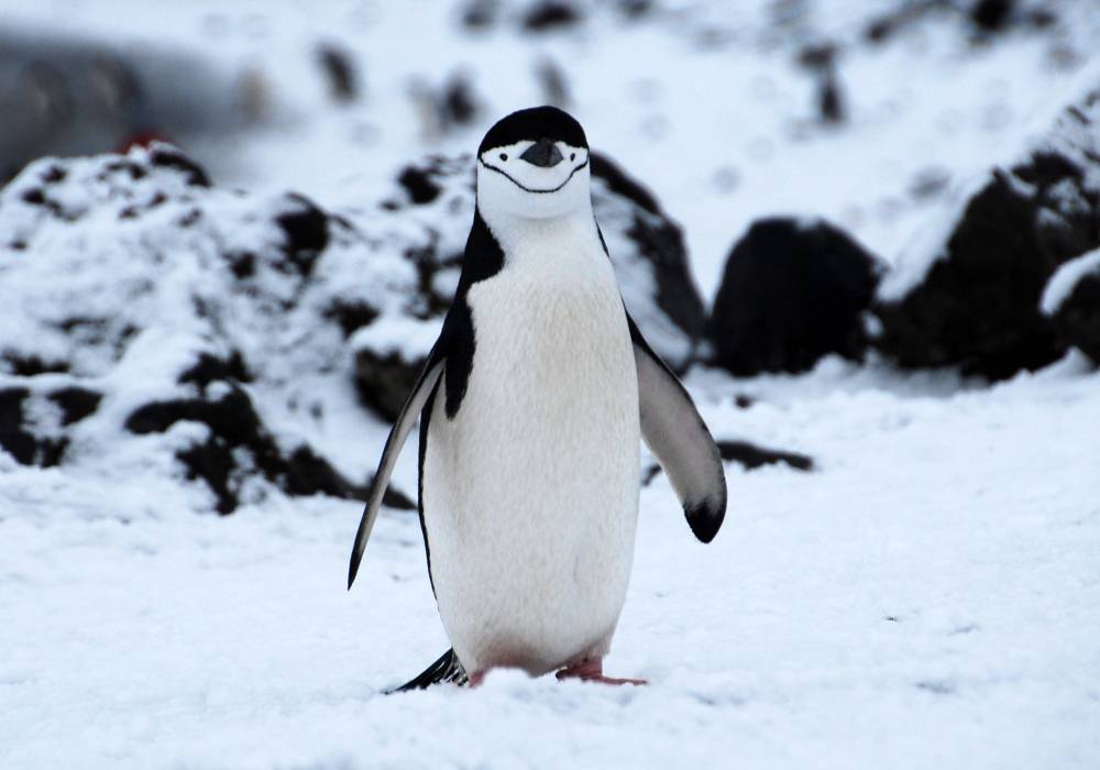 69489 antarctique ile de la deception
