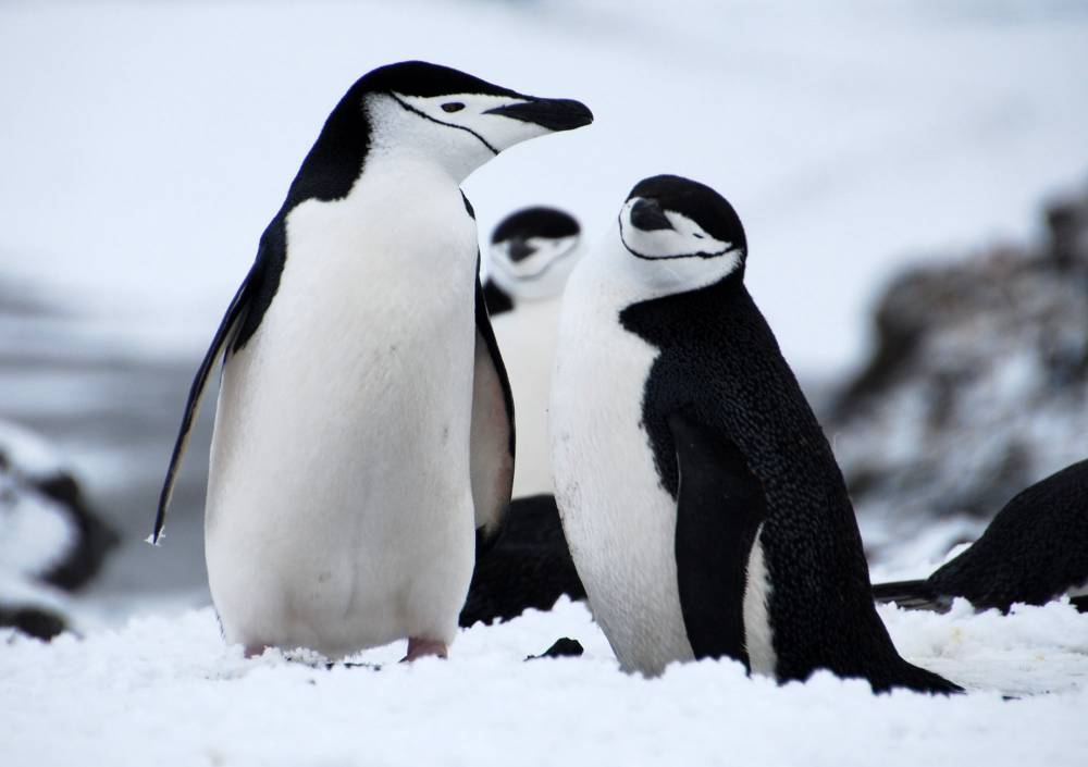 69496 antarctique ile de la deception